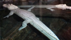 aquarium-albino-alligatorenDSC00788