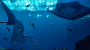 Walhai und Mantarochen vom Tunnel aus gesehen